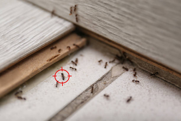Pest Prevention Services in Linden, CA